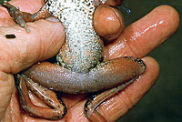 Northern Red-legged Frog