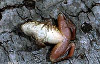 Northern Red-legged Frog