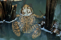 California Red-legged Frog