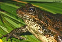 California Red-legged Frog