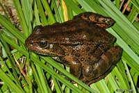 California Red-legged Frog