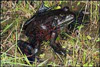 California Red-legged Frog