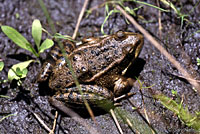 California Red-legged Frog