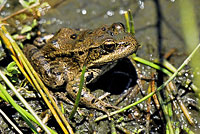 California Red-legged Frog