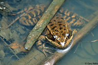 California Red-legged Frog