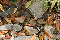 California Red-legged Frog