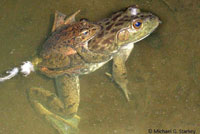 California Red-legged Frog