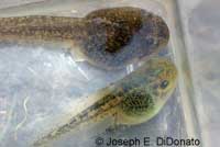 Baja California Treefrog Tadpole