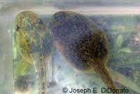 Baja California Treefrog Tadpole