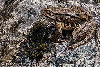 Sierra Nevada Yellow-legged Frog