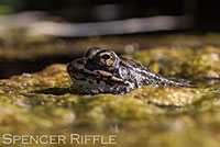 Sierra Nevada Yellow-legged Frog