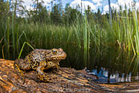 Sierra Nevada Yellow-legged Frog