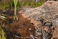 Sierra Nevada Yellow-legged Frog