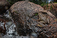 Sierra Nevada Yellow-legged Frog