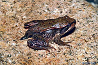 Northern Red-legged Frog 