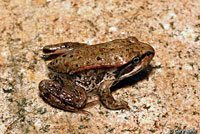 Northern Red-legged Frog 