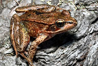 Northern Red-legged Frog