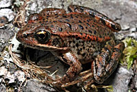 Northern Red-legged Frog