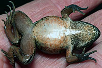 Northern Red-legged Frog