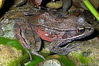 Northern Red-legged Frog