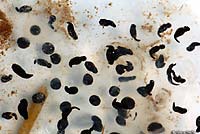 Northern Red-legged Frog Eggs