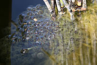 Northern Red-legged Frog Eggs