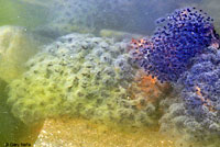 Northern Red-legged Frog Eggs