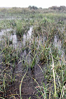 Northern Red-legged Frog Eggs