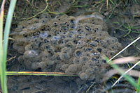 Northern Red-legged Frog Eggs