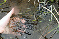 Northern Red-legged Frog Eggs