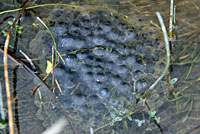 Northern Red-legged Frog Eggs