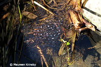 Northern Red-legged Frog Eggs