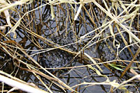 Northern Red-legged Frog Eggs