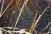 Northern Red-legged Frog Eggs