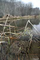 Northern Red-legged Frog Eggs