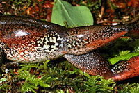 Northern Red-legged Frog