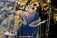 Northern Red-legged Frog