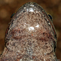 Northern Red-legged Frog