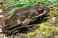 Northern Red-legged Frog