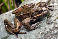 Northern Red-legged Frog