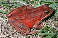 Northern Red-legged Frog