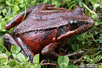 Northern Red-legged Frog