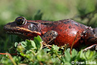 Northern Red-legged Frog