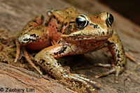 Northern Red-legged Frog