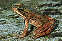 Northern Red-legged Frog