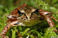 Northern Red-legged Frog