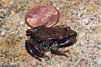 Northern Red-legged Frog 