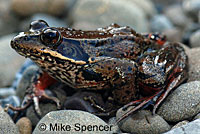 Northern Red-legged Frog