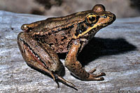 Northern Red-legged Frog