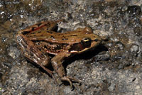 Northern Red-legged Frog